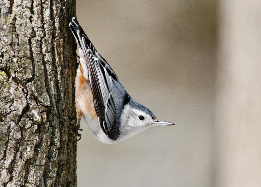 White-breasted Nuthatch by Matt MacGillary is licensed under CC BY 2.0.
